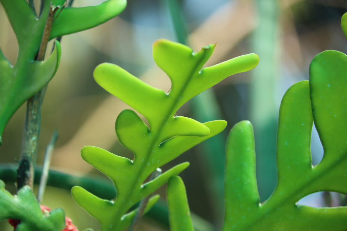 A close-up of the leaves on a fishbone cactus