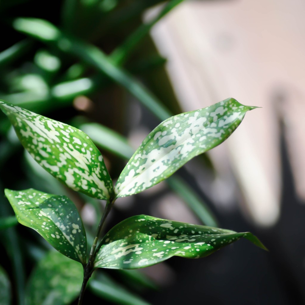 Gold dust dracaena