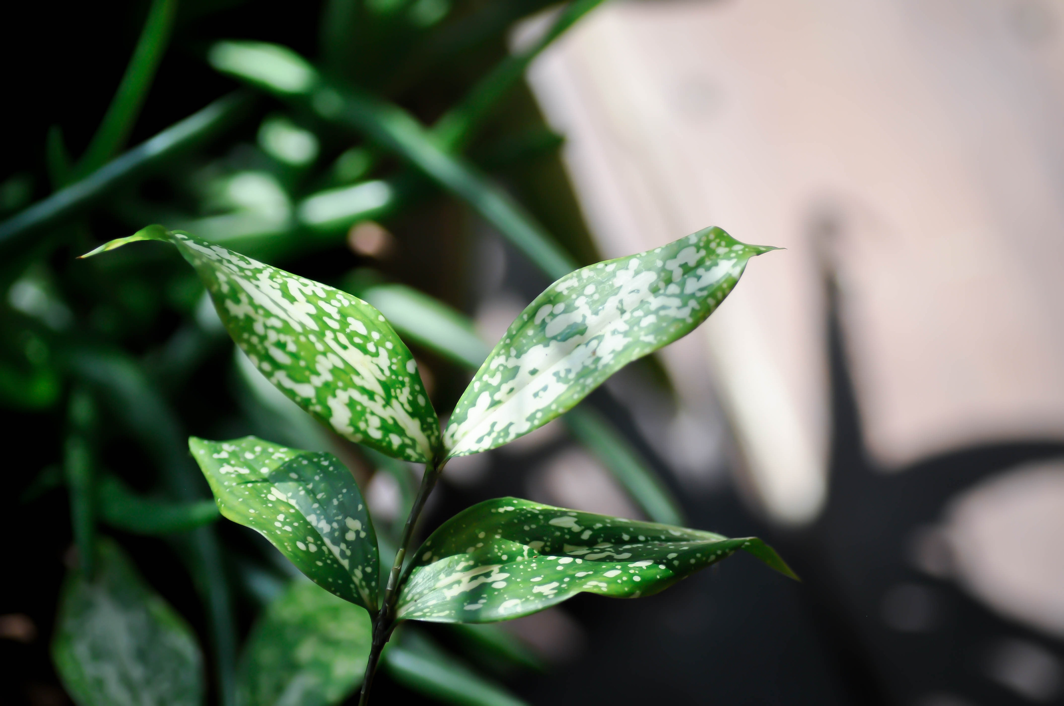 Gold dust dracaena