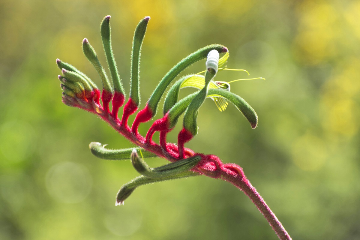 A green kangaroo paw flower