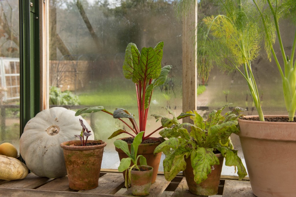 plants on a greenhouse bench in winter