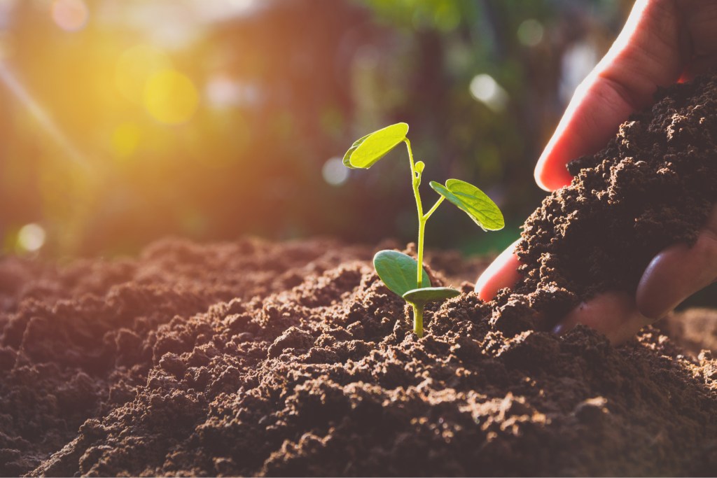 Gardener amends soil with compost product.