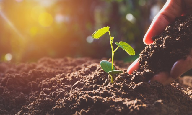 Gardener amends soil with compost product.