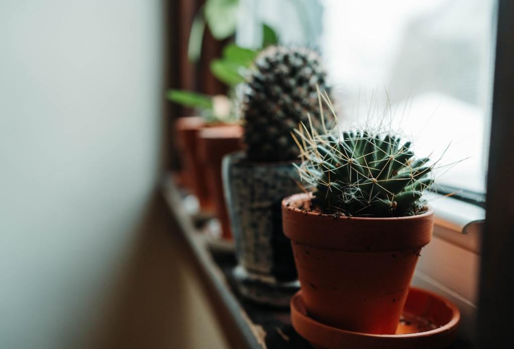 cactus on window shelf