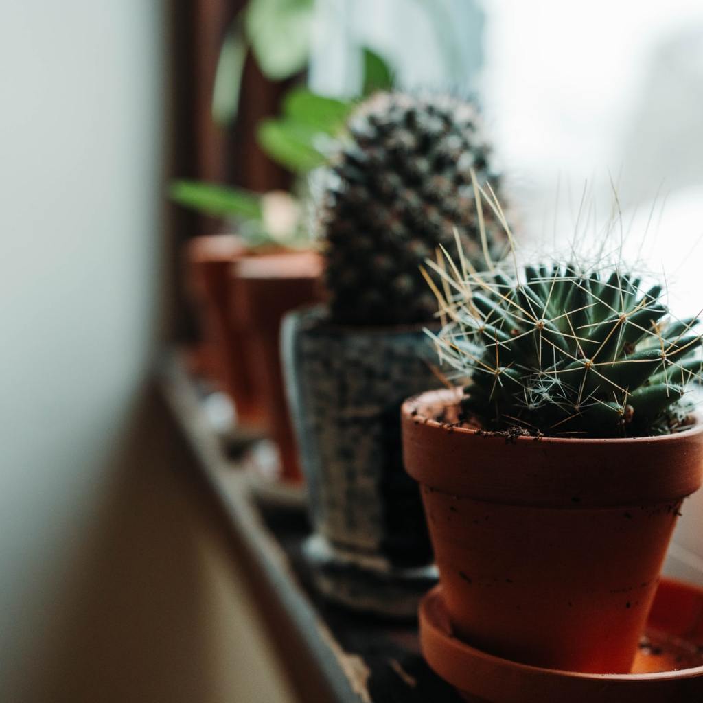 Mini cacti on a window shelf