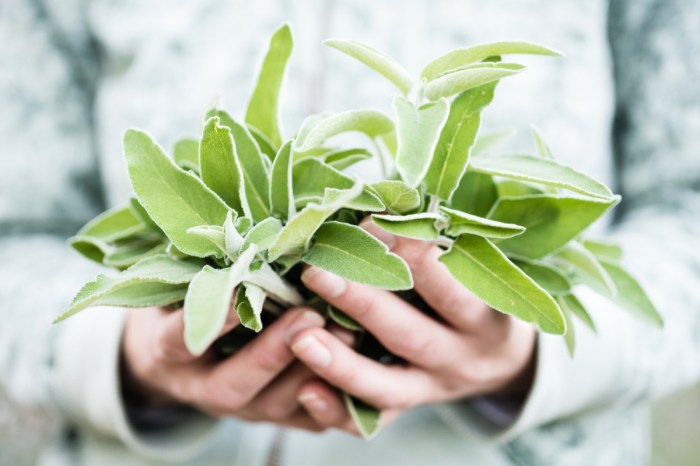 A person holding fresh sage