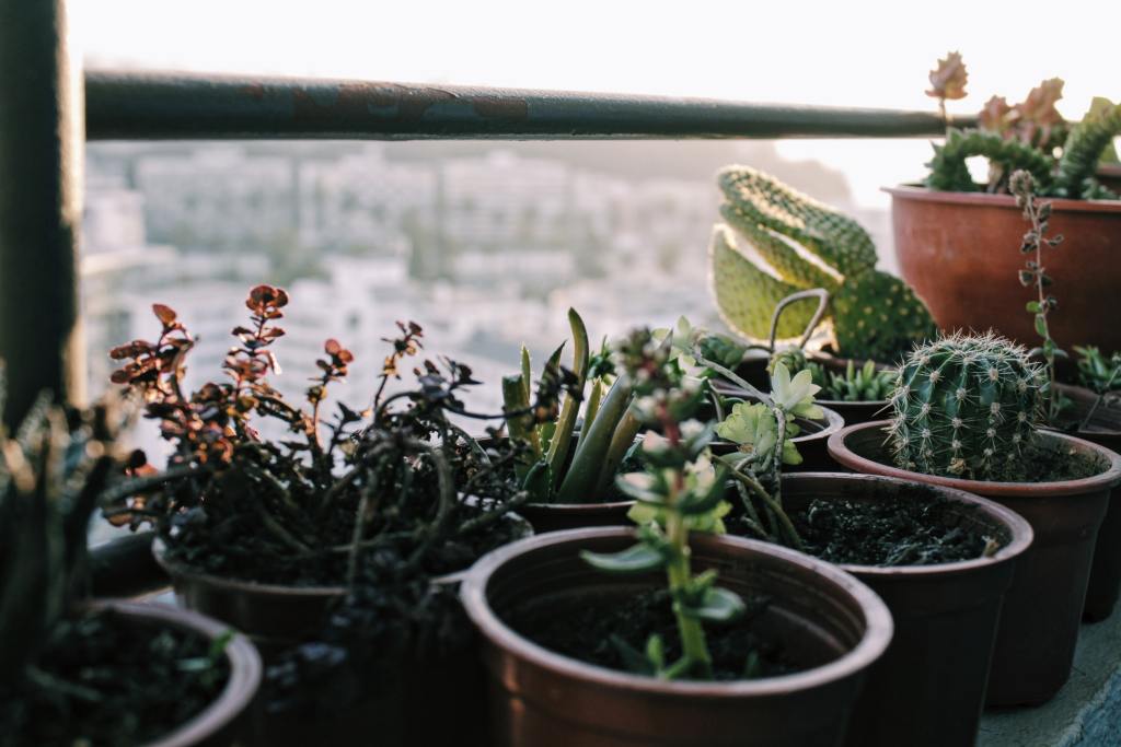 Houseplants sit on window sill