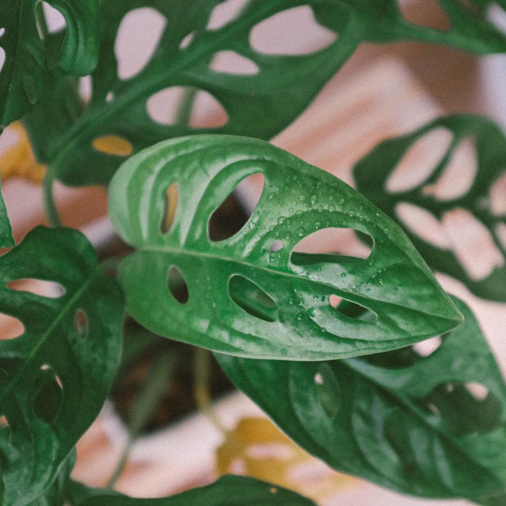 Monstera adansonii