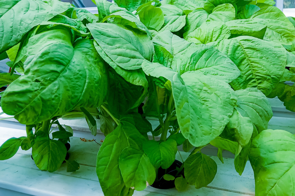 Spinach growing hydroponically