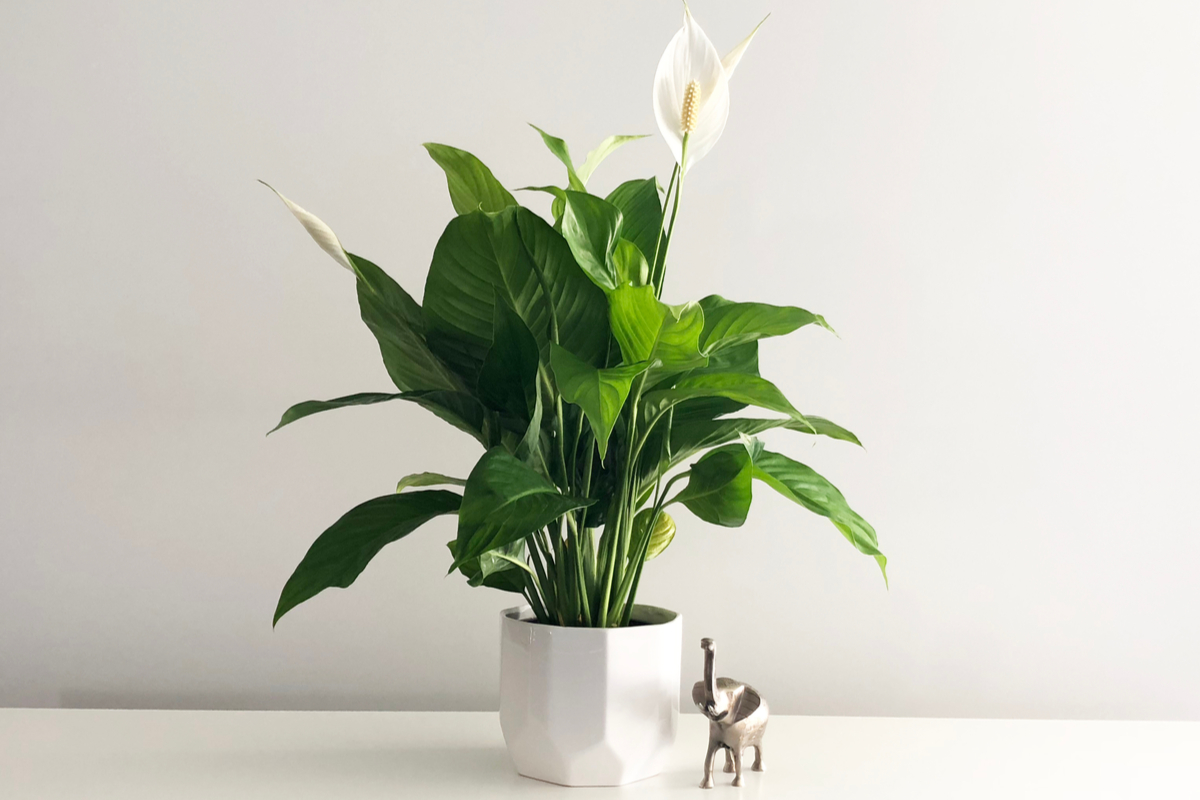  How do you care for a peace lily indoors? Its easier than you think