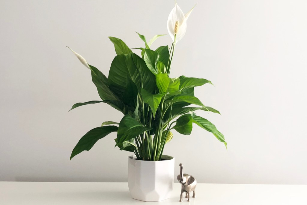 A potted peace lily in a white pot, on a white table, in front of a white wall, next to a small silver elephant.