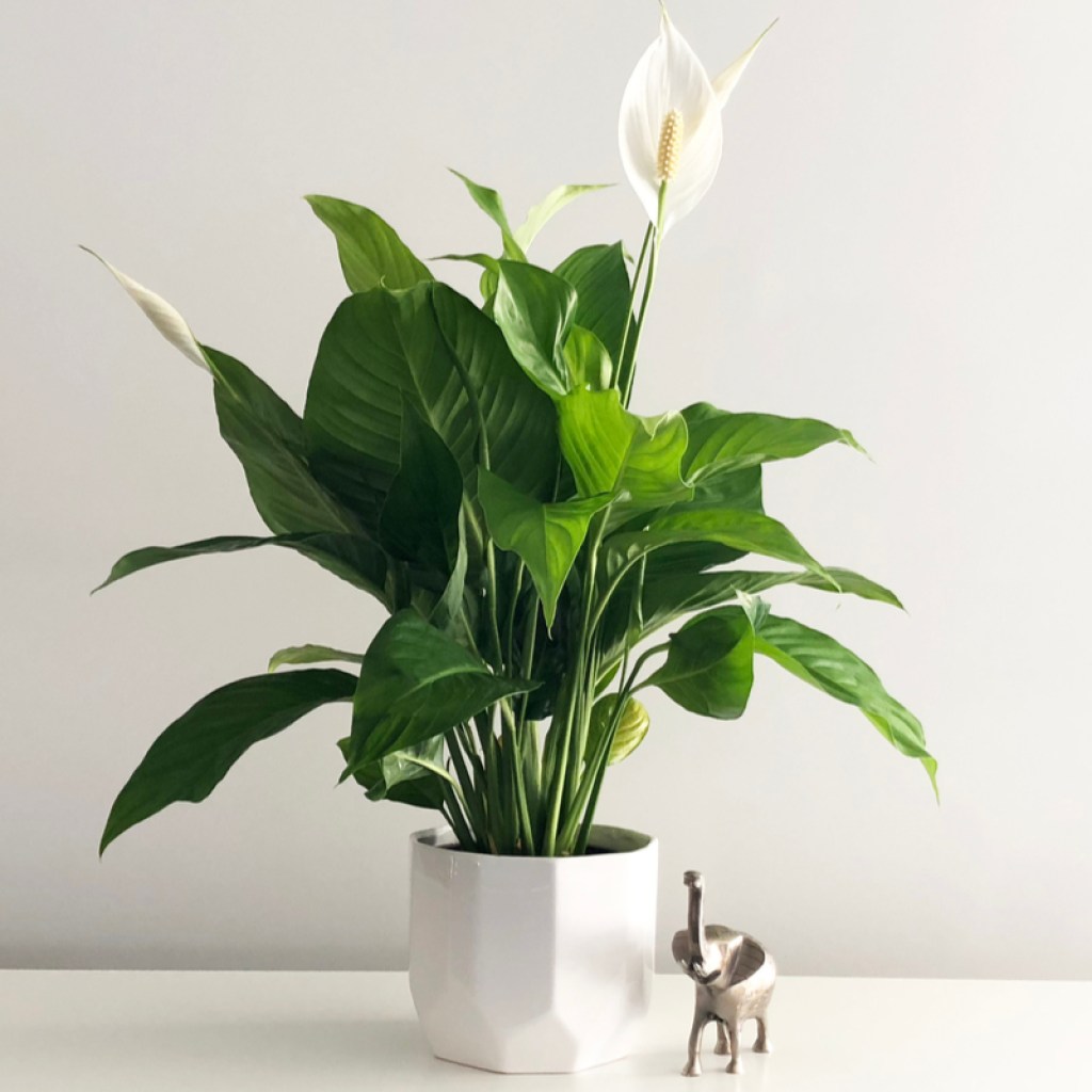 A potted peace lily in a white pot, on a white table, in front of a white wall, next to a small silver elephant.