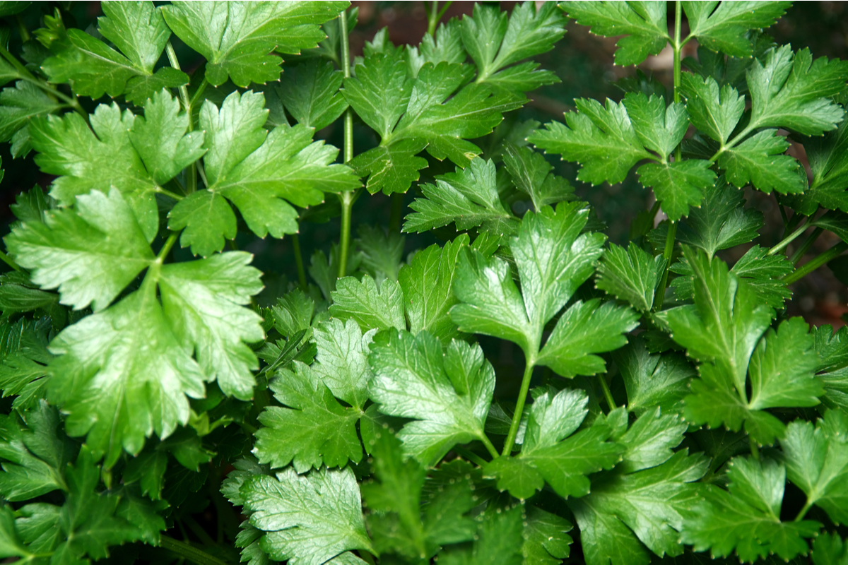 Italian parsley vs curly parsley: is there a difference? | HappySprout