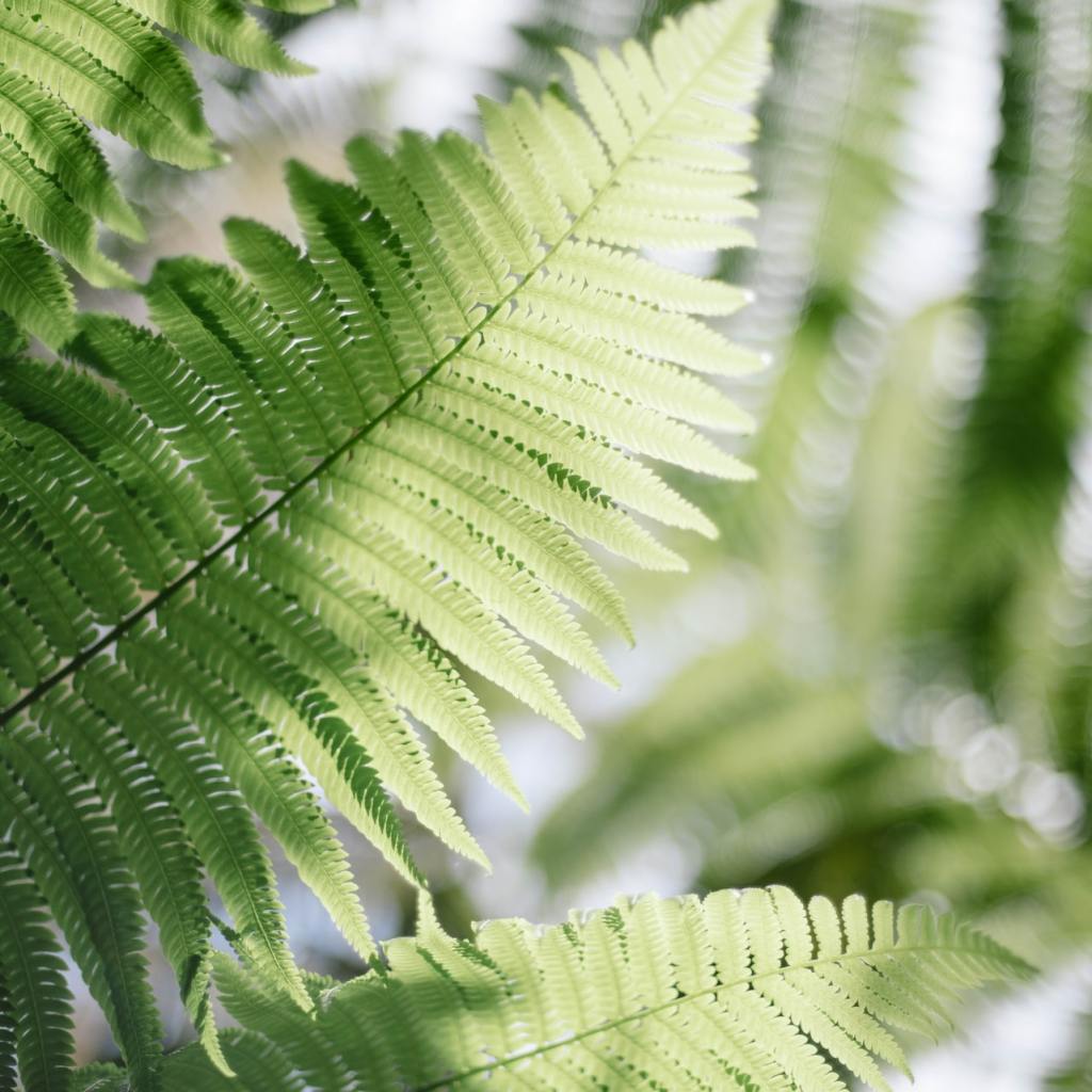 fern