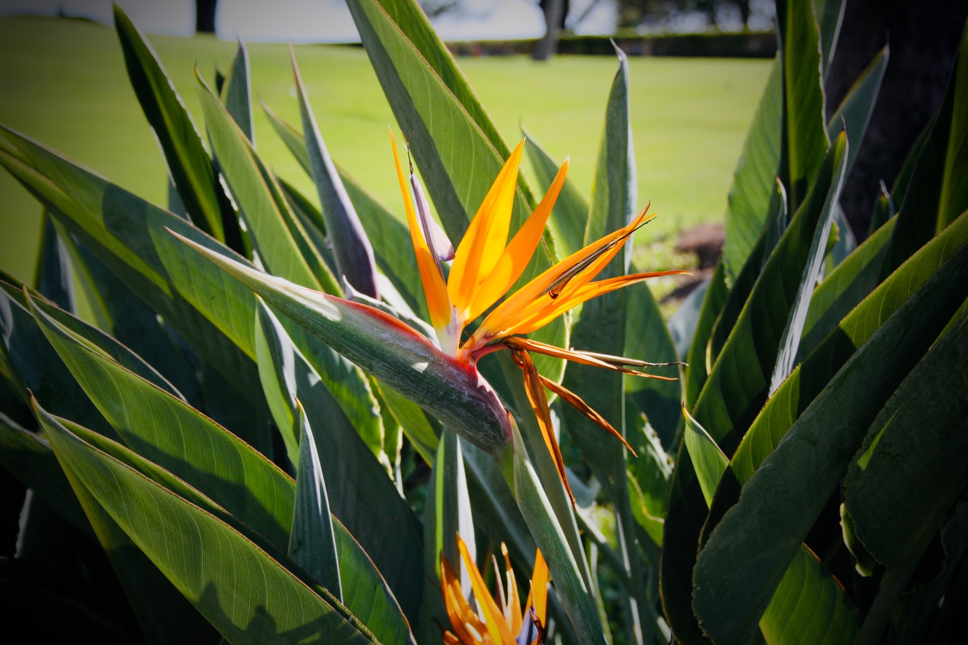 bird of paradise plant