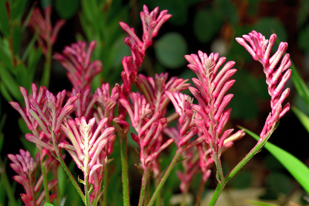 Growing and for the unique kangaroo paw plant | HappySprout