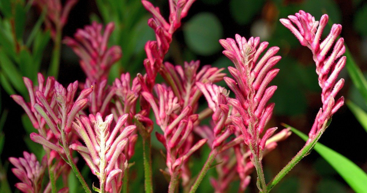 Growing and caring for the unique kangaroo paw plant HappySprout