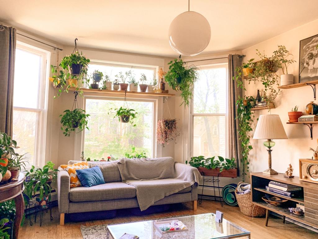 house plants