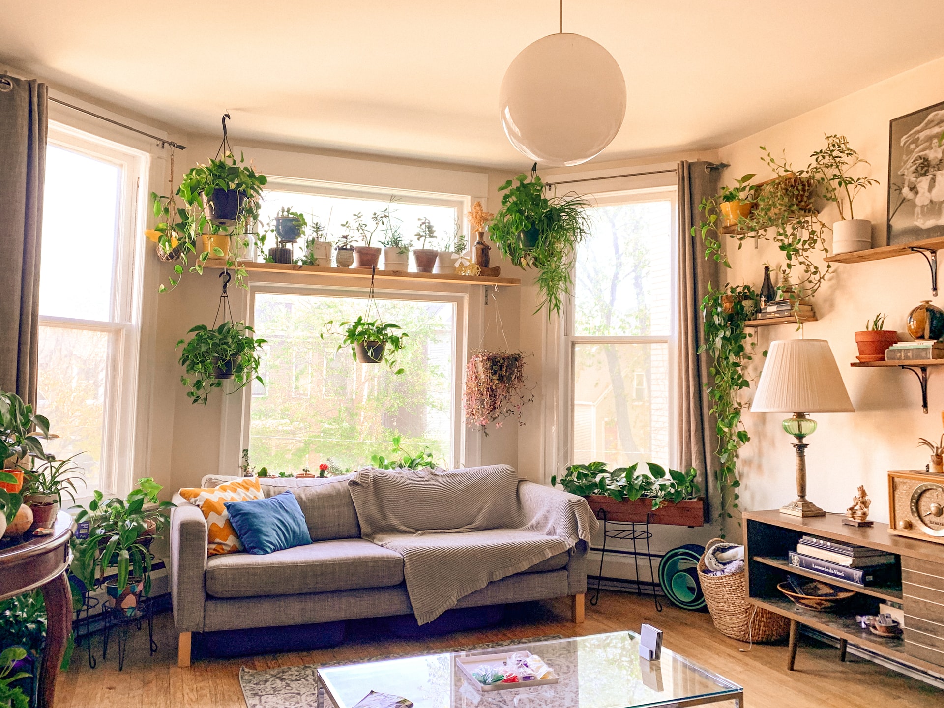 house plants 