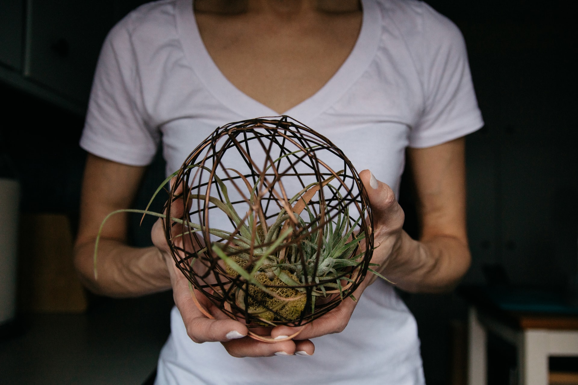 wooden ball air plant holder