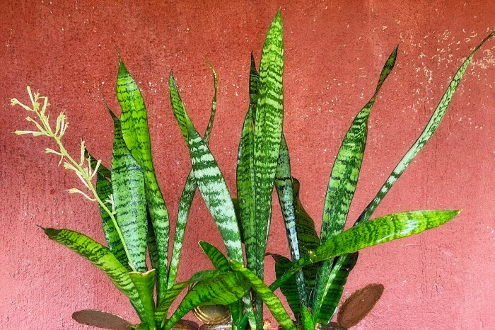 A large snake plant against a red background