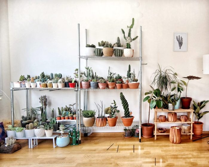 Various plants on different stands