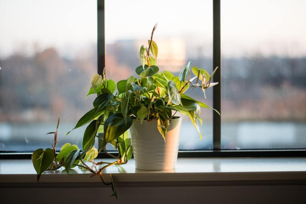 plant on window sill