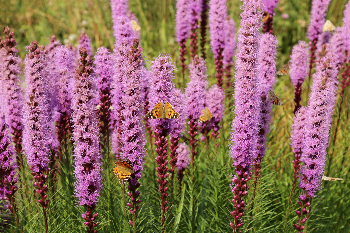 How to Grow Stunning Liatris in Your Yard or Garden HappySprout