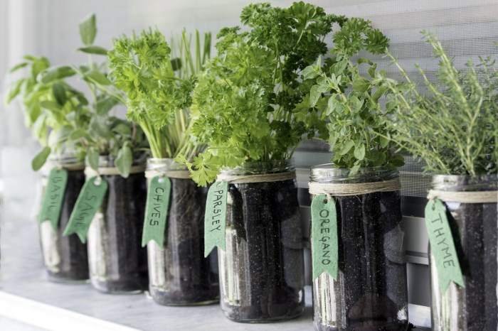 A selection of herbs growing in mason jars