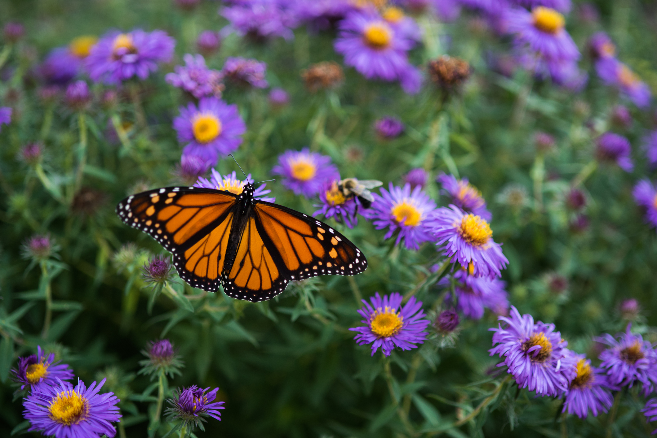 Monarch butterfly near purple aster flowers