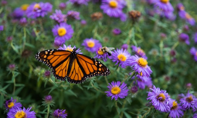 Monarch butterfly near purple aster flowers