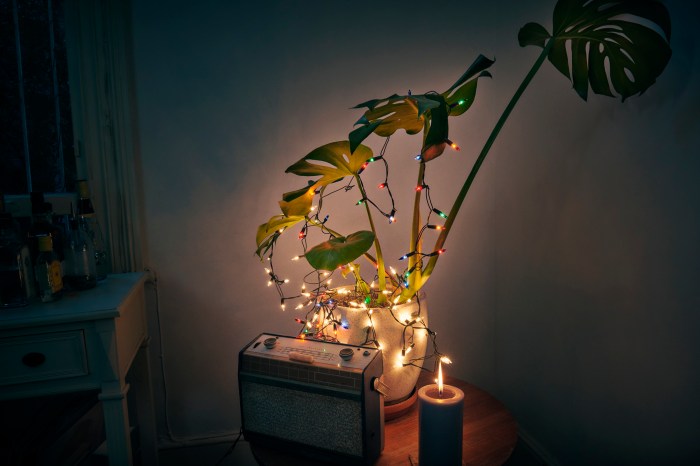 Monstera plant with lights