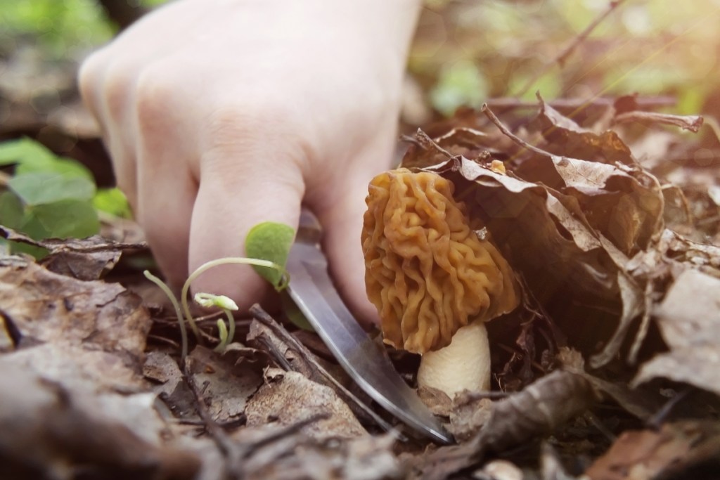 Harvesting a morel mushroom with a knife