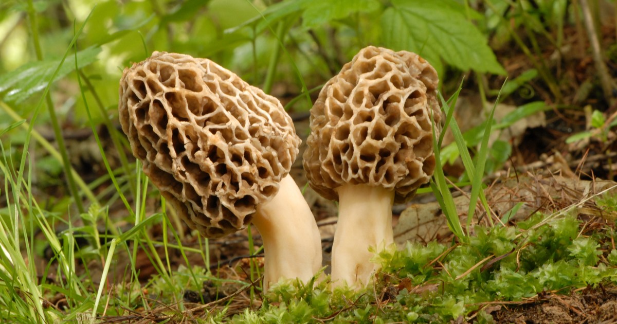 Growing and caring for delicious morel mushrooms at home HappySprout