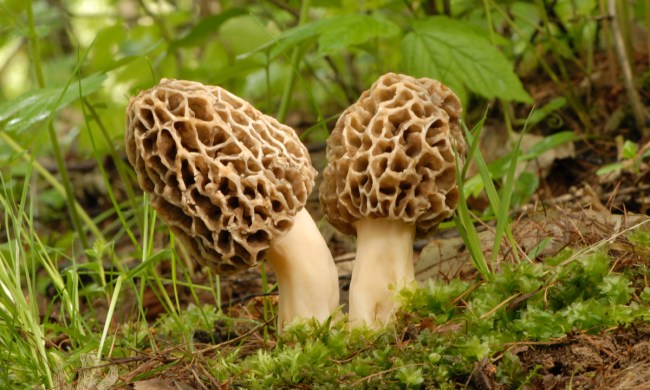 A pair of morel mushrooms