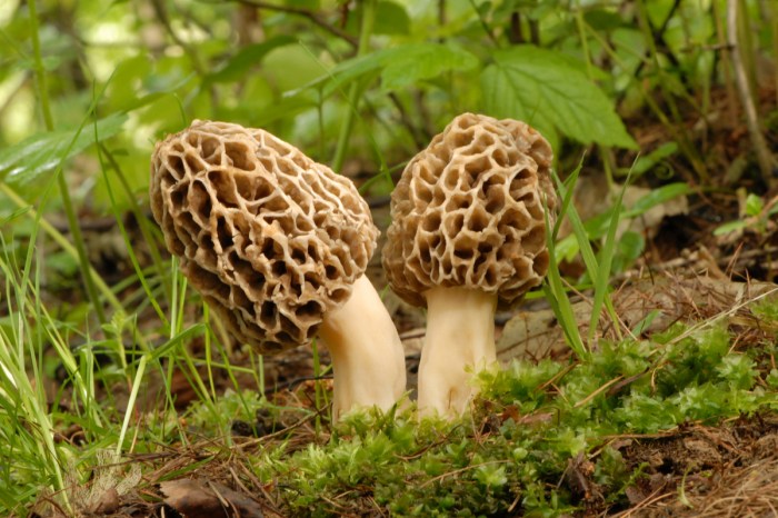 A pair of morel mushrooms