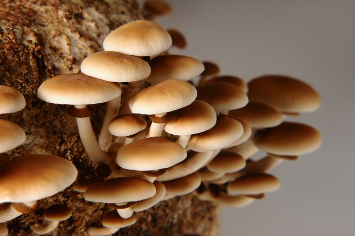 Close up of mushrooms growing