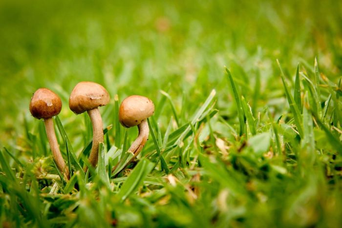 3 little brown mushrooms in grass