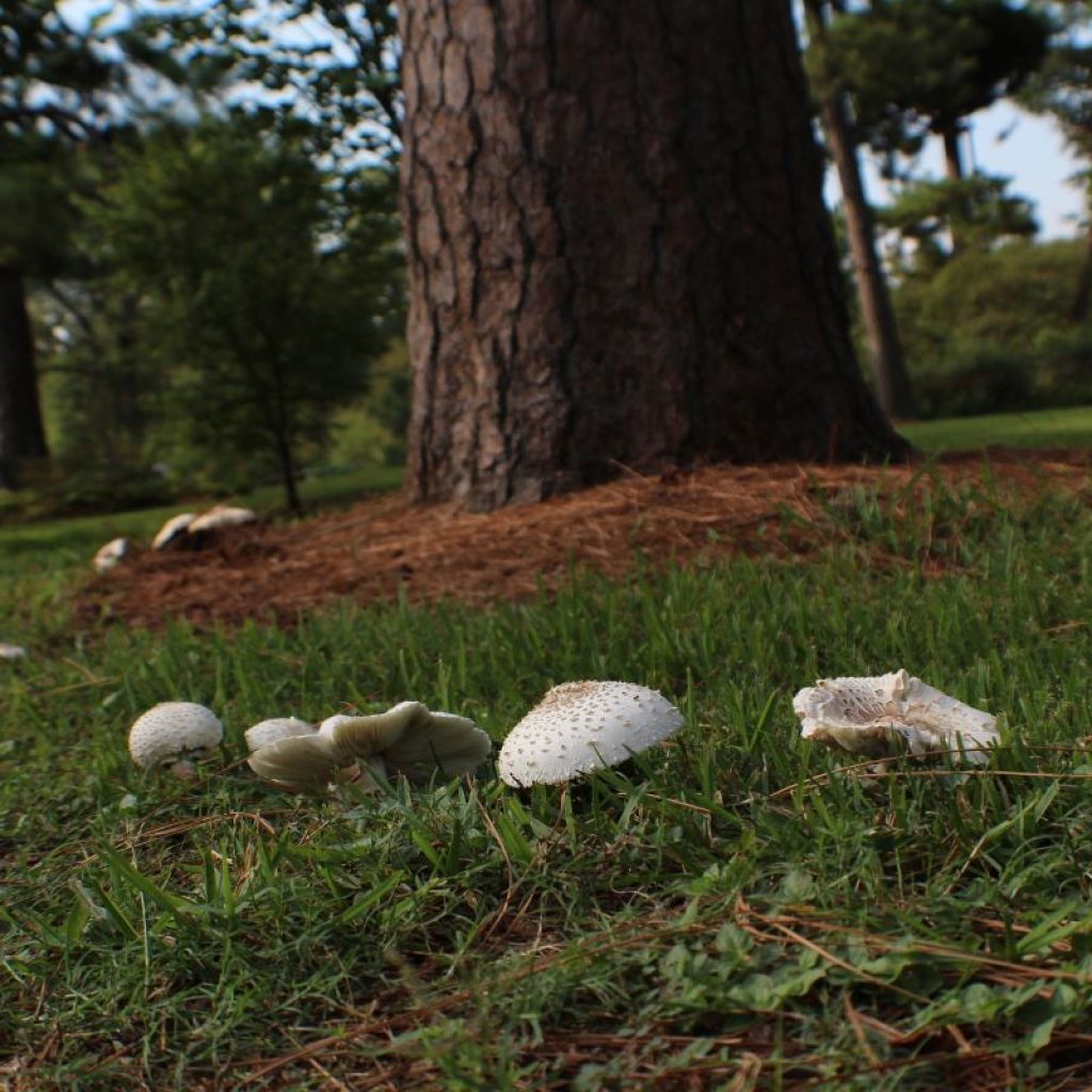 white mushrooms growing in grass near a tree trunk