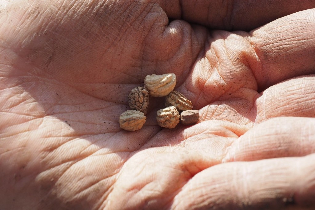 A hand holding a few nasturtium seeds