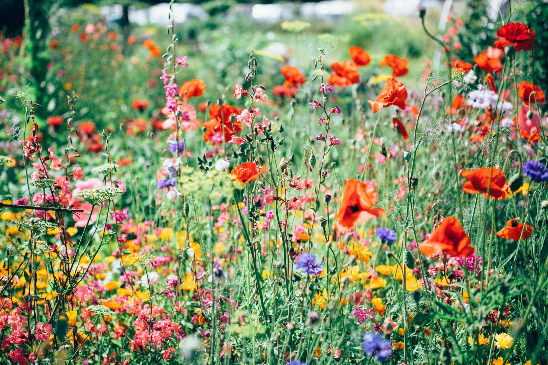 wildflower garden