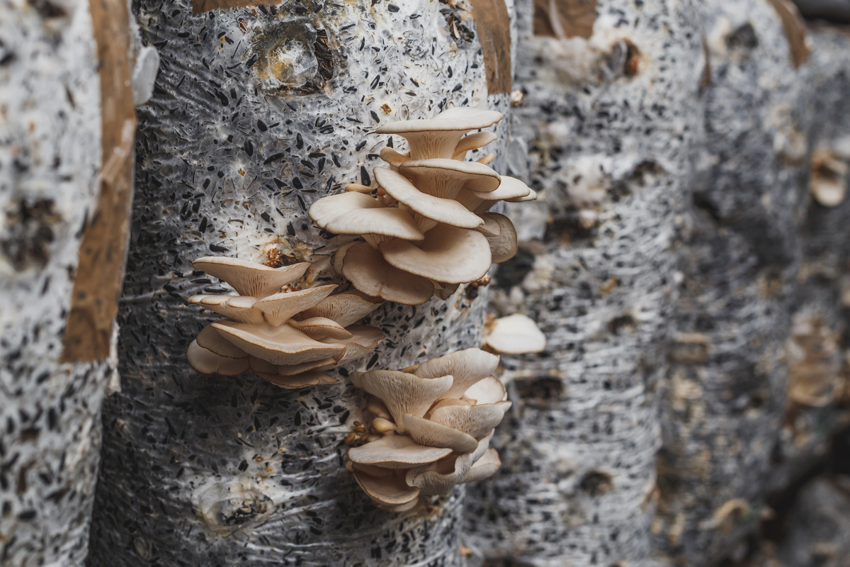 Oyster mushrooms growing from grow bags