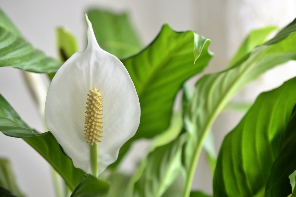 The flower of a peace lily