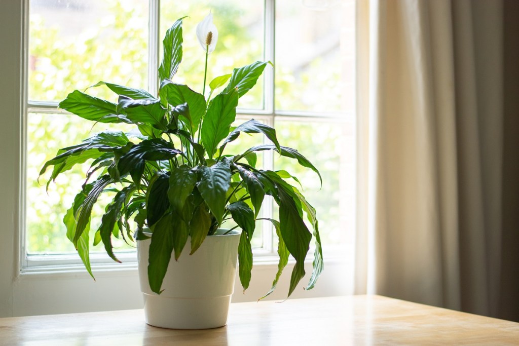 Potted peace lily by a window
