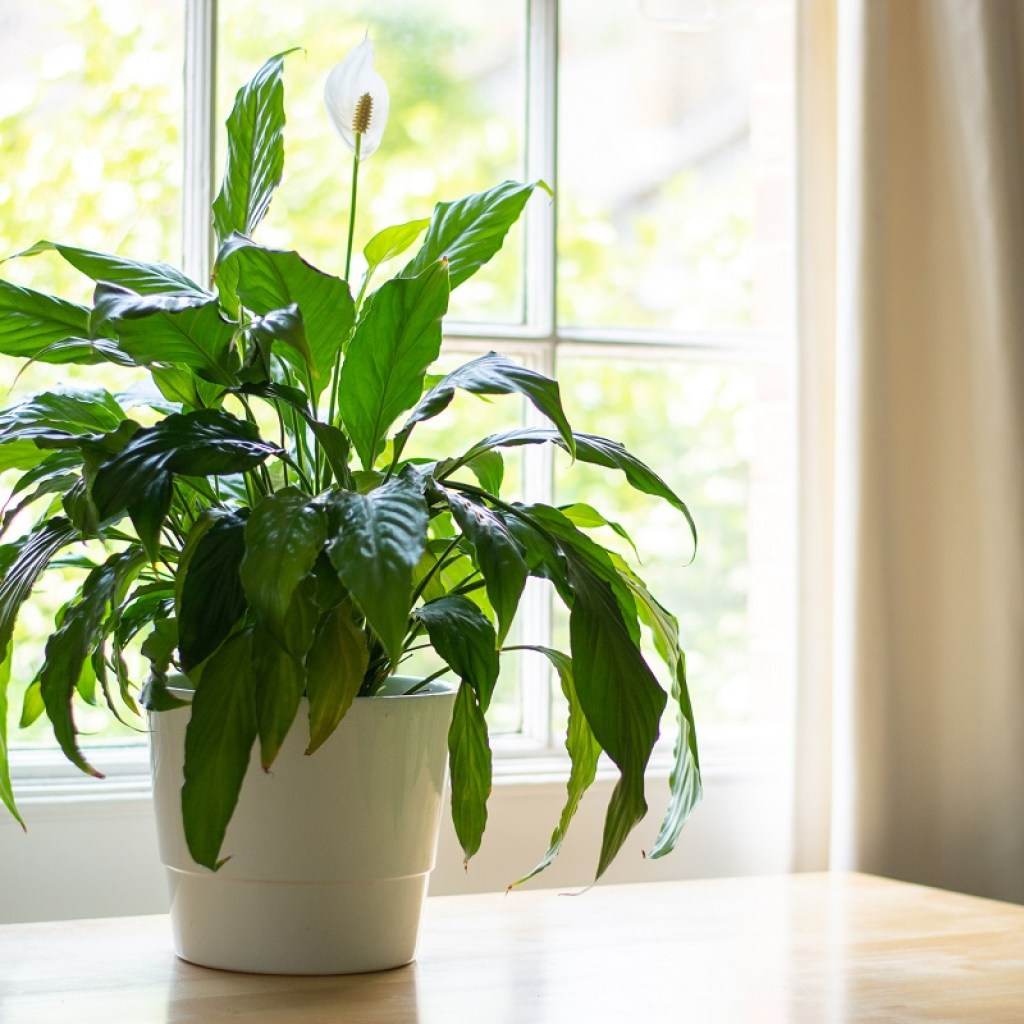 Potted peace lily by a window