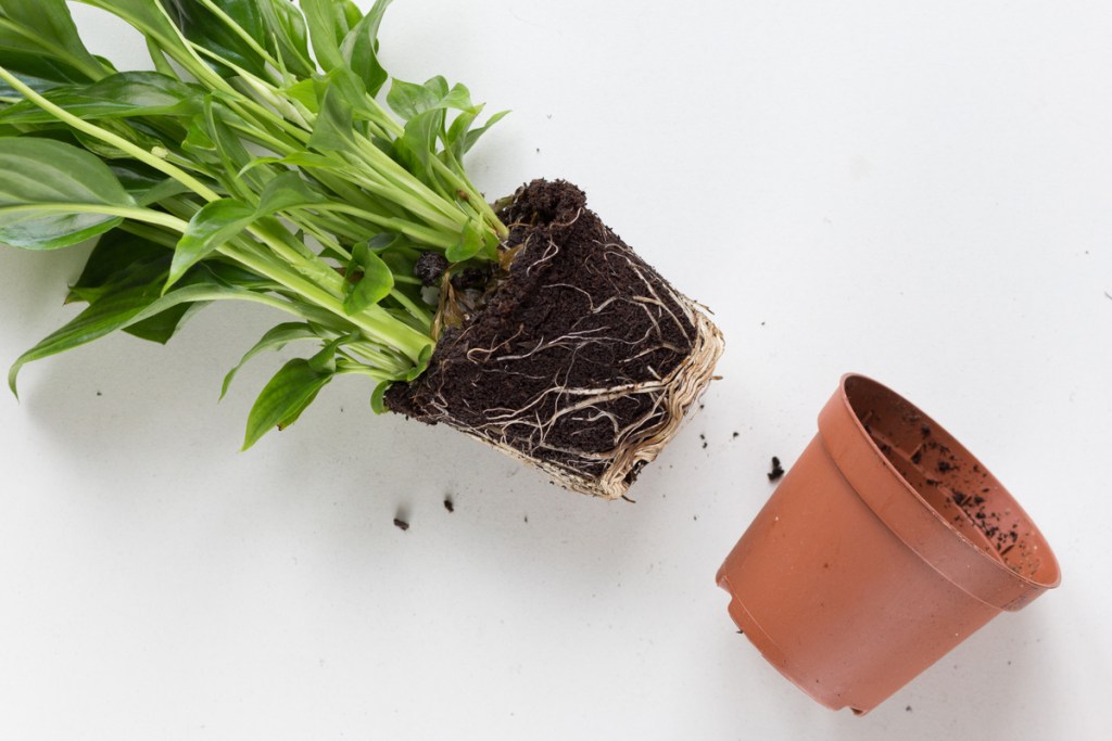 A peace lily on its side, removed from its pot, with its roots on disply