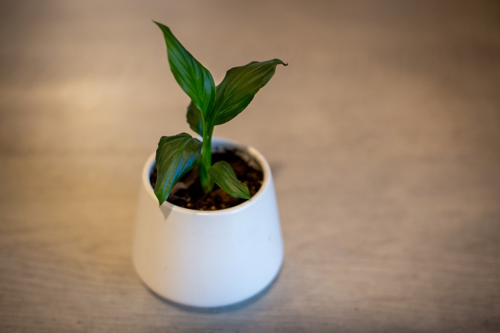 A peace lily seedling growing in a small white pot