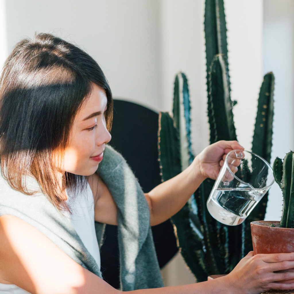Person watering cactus