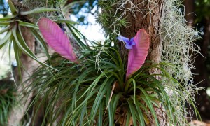 weekly plant pink quill sydney australia  of tillandsia cyanea or