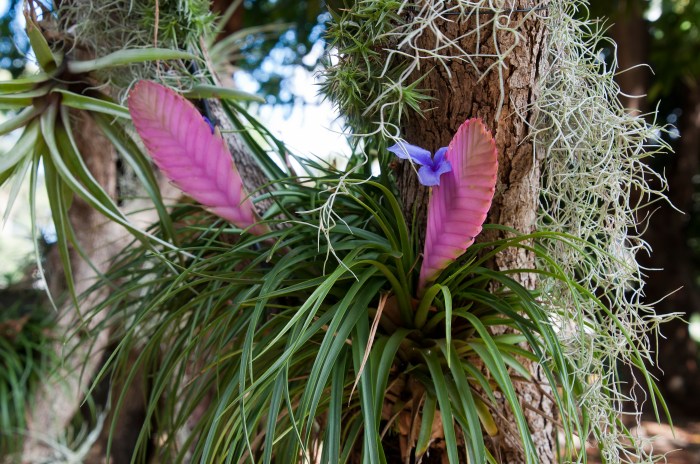 weekly plant pink quill sydney australia  of tillandsia cyanea or